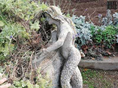 ...e una sirena che si guardano attraverso la flora che li separa